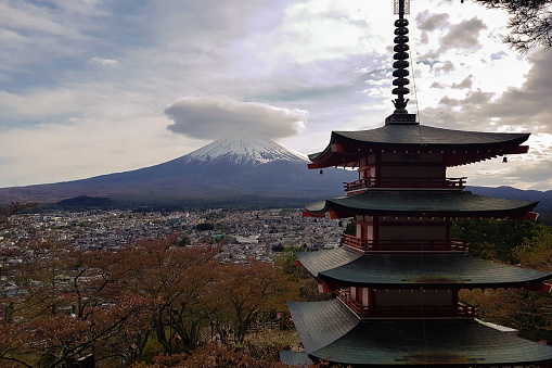 Red Chureito pagoda with cherry blossom garden against cloud and snowcapped vocalno Fujisan.