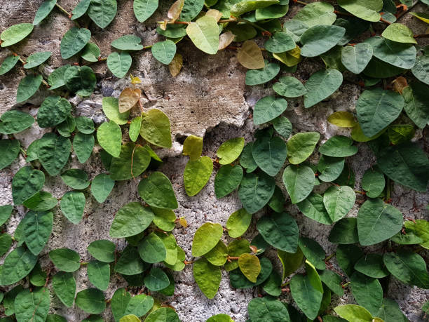 istock Pattern of green heart shape leafs on concrete wall. 1204340751