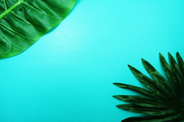 istock Monstera green leave with space copy on blue background 1204342934