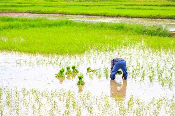 istock Farmer planting rice in organic rice paddy farm 1204343670