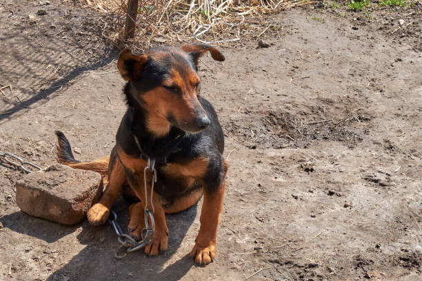 istock A small mongrel dog sits on a large metal chain. 1204343966