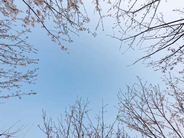 istock Low angle view of cherry blossom trees with blue sky background. 1204345263