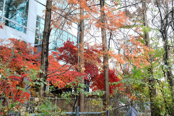 the beautiful autumn foliage of Korea