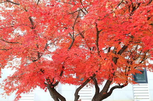 the beautiful autumn foliage of Korea