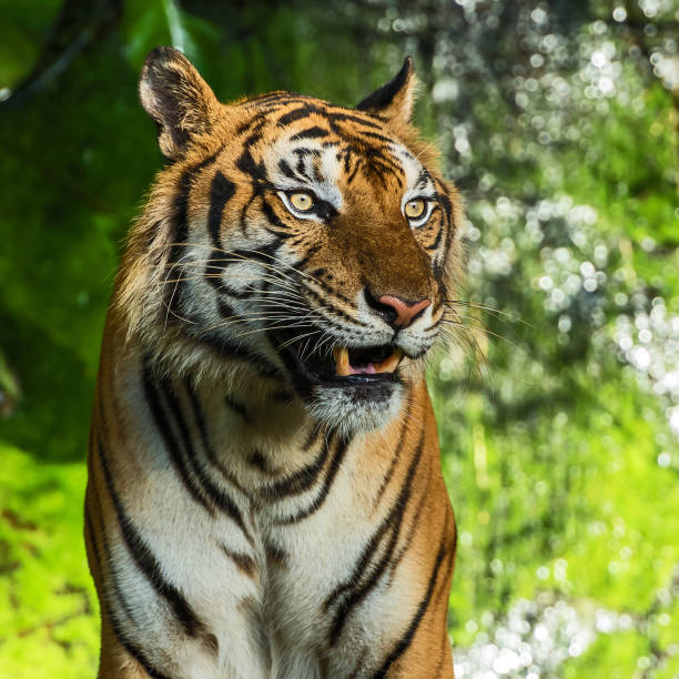 istock Photos of tiger naturally. 1204349272