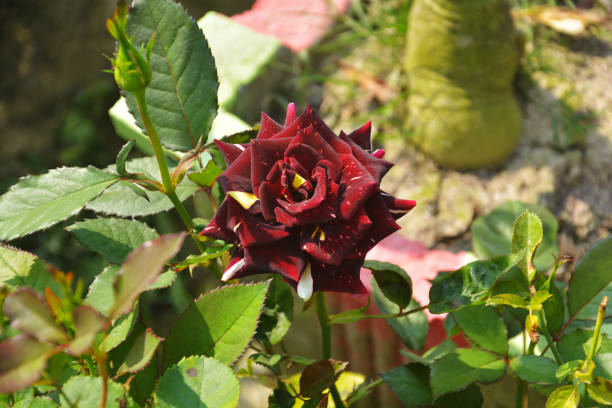 primer plano de rosa manchada negruzca, rosa con hojas verdes creciendo en un jardín, enfoque selectivo - velvet rose flower thorn fotografías e imágenes de stock
