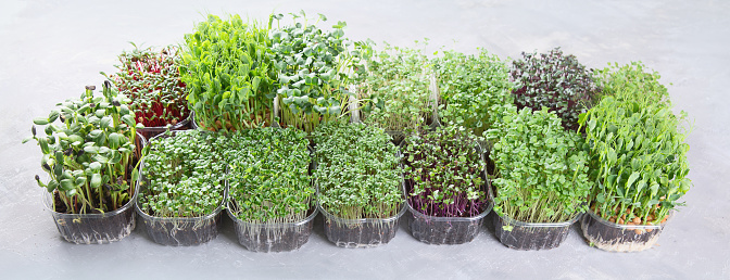 Differend types of  Mixed Microgreens in trays on grey background. Top view with copy space