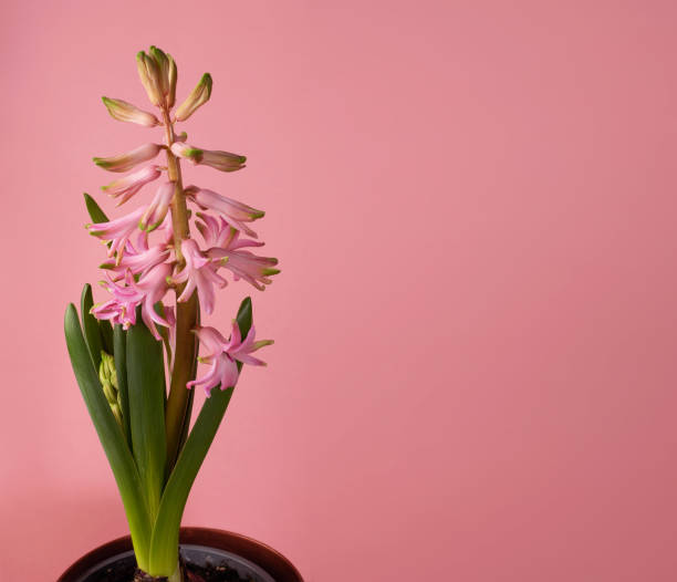 istock Fresh Pink Hyacinth Flower, Blooming First Spring Hyacinthus Flower 1204350682