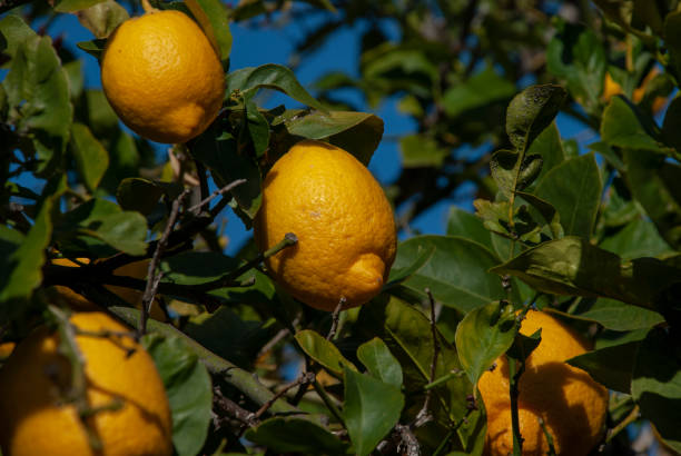 istock Fresh and ripe lemons hanging on tree on Spanish island Mallorca 1204350851