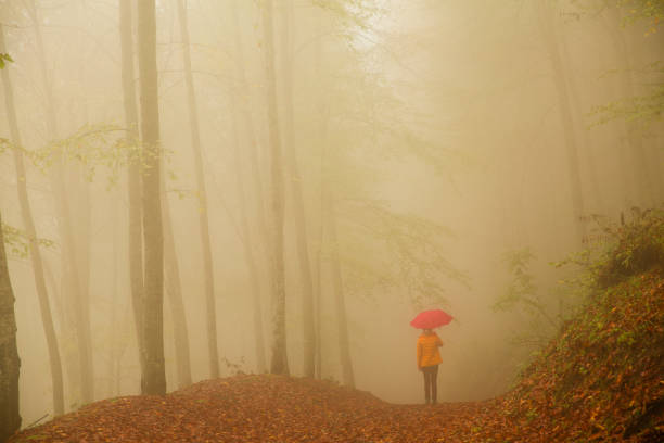 istock woman walking with umbrella in forest 1204356900