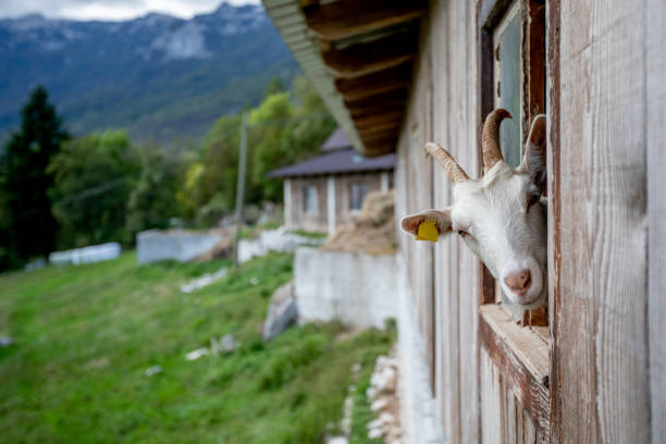 A curious Billy Goat pokes its head through a barn window.