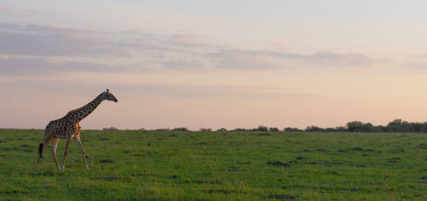 giraffa in un paesaggio africano a masai mara - masai giraffe foto e immagini stock