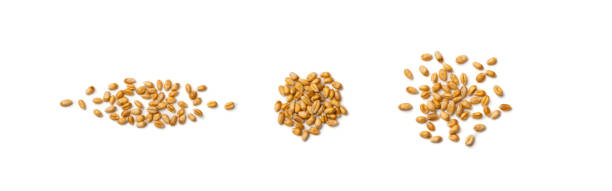 istock Raw Dry Wheat Grains Heap Isolated on White Background 1204359257