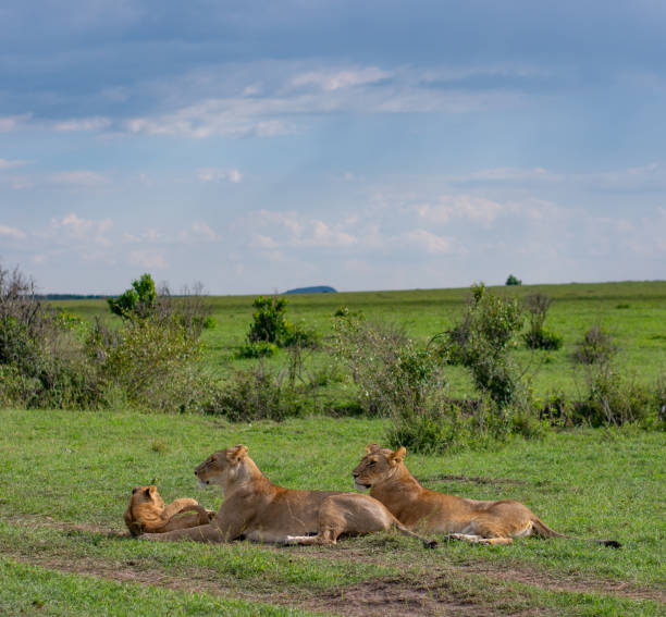istock Lion cubs drinking milk from the lioness 1204359376