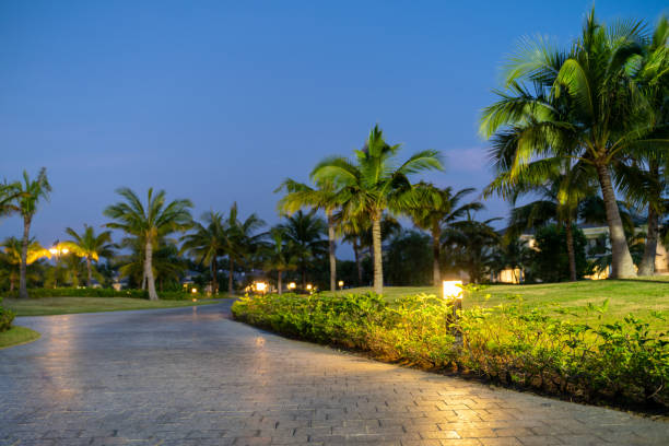 istock Illuminated light in resort park at night with palm trees on background 1204359388