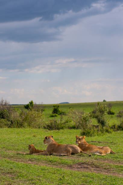 istock Lion cubs drinking milk from the lioness 1204359403