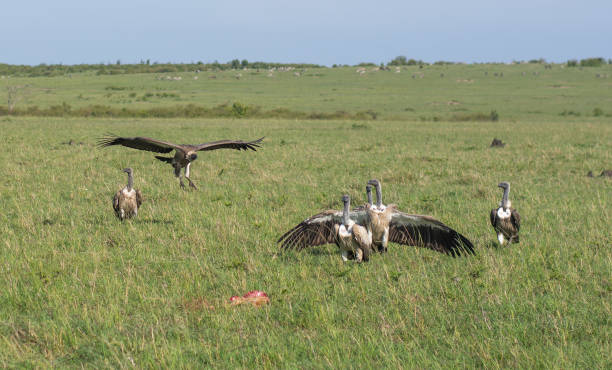 istock Griffon vultures scavenging on a deer 1204359489