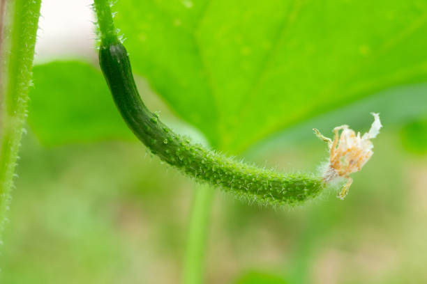 istock green cucumber on a natural green background 1204360721
