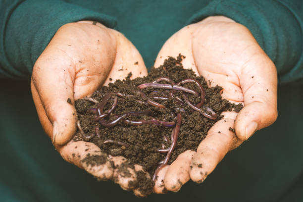 Earthworm Earthworm in farm in Thailand. earthworm photos stock pictures, royalty-free photos & images