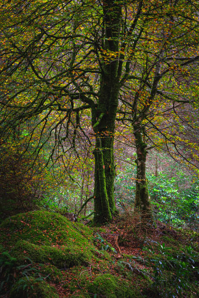 istock Tranquil autumn woodland scene 1204365611