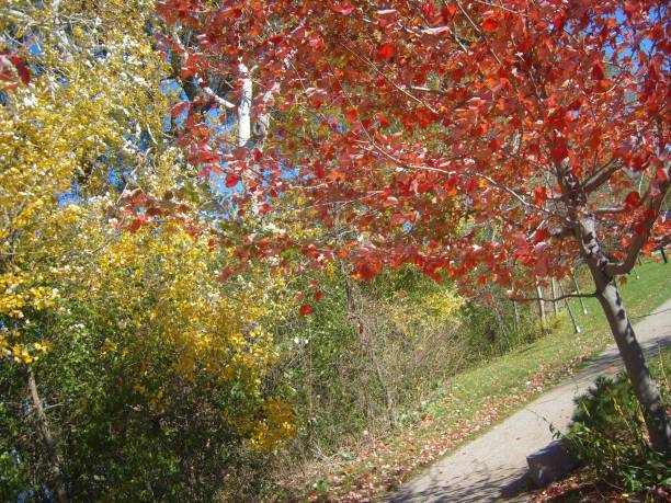 istock Yellow red green leaves, Canada 1204367078