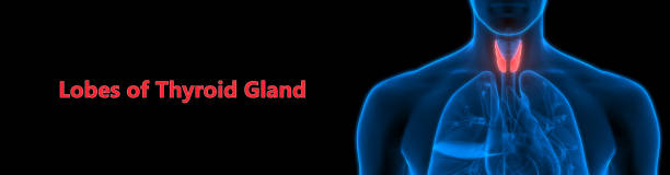 istock Human Glands Thyroid Gland Anatomy 1204367208
