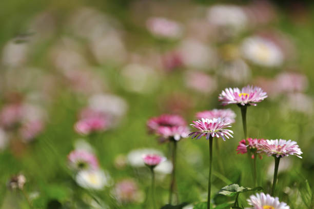 istock flowers in Alishan National Forest Recreation Area 1204367708