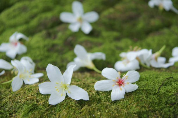 istock Vernicia fordii City 1204368457