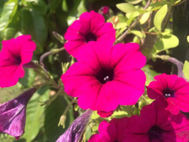 istock Beautiful flowers in the garden 1204368788