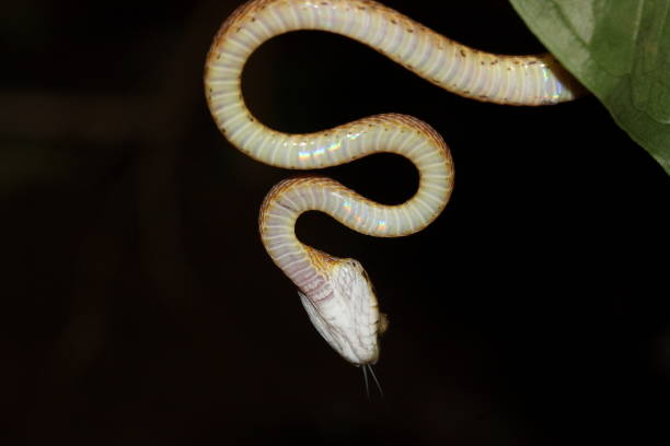 istock FORSTEN'S CAT SNAKE, Bogia Forsteini 1204369605