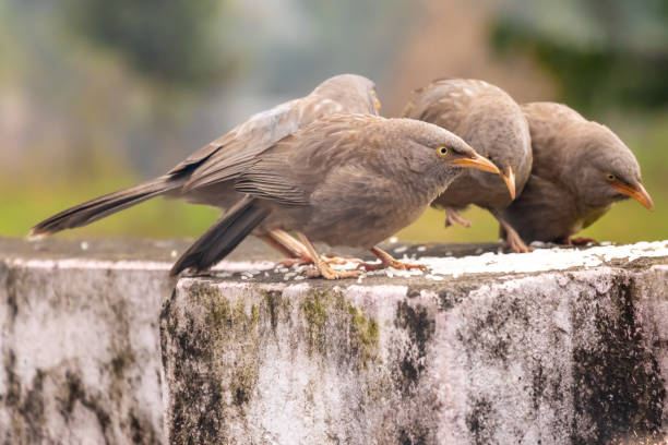 jungle babbler bird eating rice feed on the wall. - jungle babbler imagens e fotografias de stock