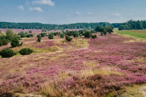 Lüneburger Heide ist a famous national Park in the north of Germany.