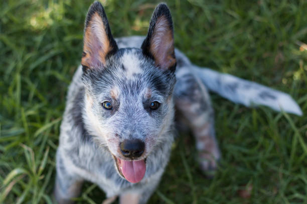 istock Australian Cattle Dog or Blue Heeler Puppy 1204370396