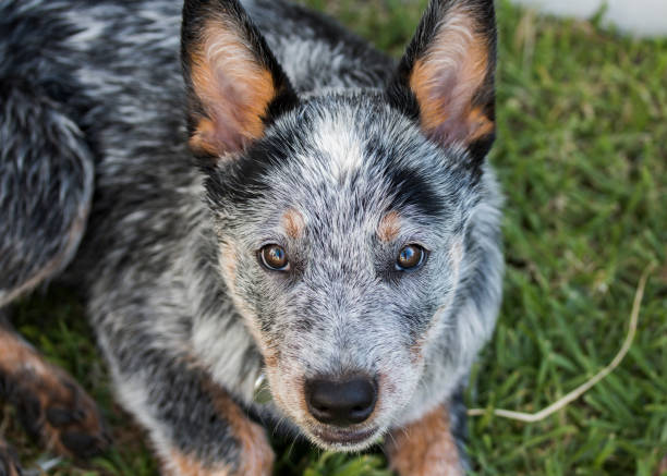 istock Australian Cattle Dog or Blue Heeler Puppy 1204370399