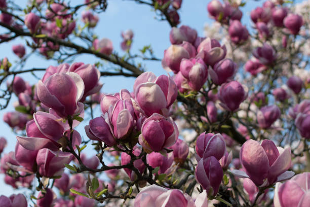 istock Flowering magnolia tree with white and pink flowers 1204371151