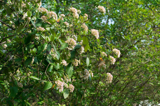 istock Weigela on blurred background close up with bokeh 1204371202