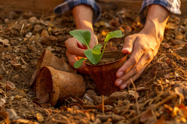 istock Home gardening growing vegetable 1204371653