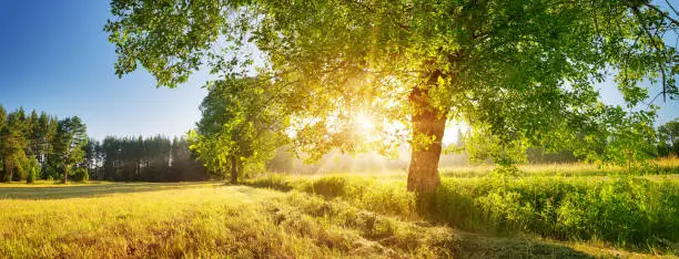 tree foliage in beautiful morning light with sunlight in summer. Sunrise on the field with hay, trees and sun