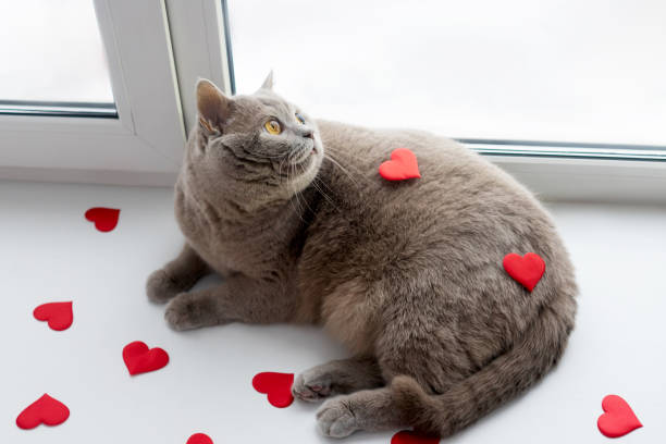 istock The British cat with red hearts. 1204372562