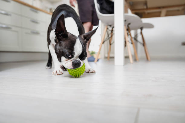 Playful dog stock photo