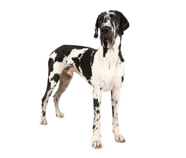 istock Purebred Great Dane dog isolated on a white background 1204372688