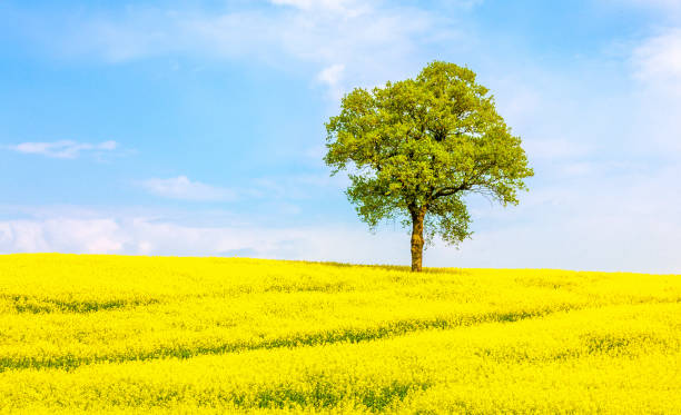 istock Welsh countryside canola field and blue sky 1204372976