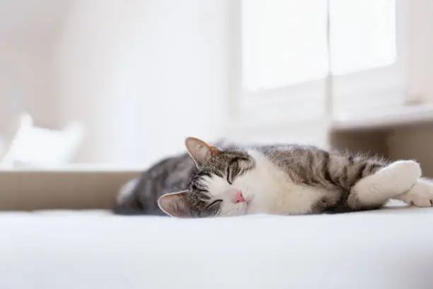 cute tabby cat with white spots on chest and nose lying on bed with closed