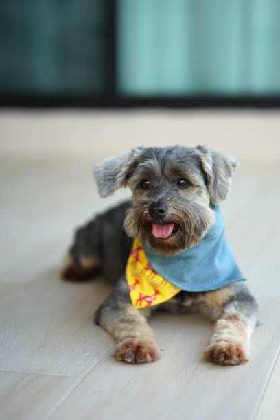 istock Small black color mixed breed dog with colorful bandanas 1204374014