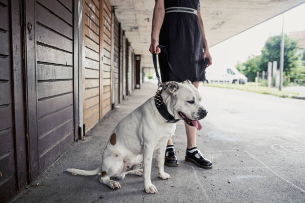 Young punk woman with her dog stock photo