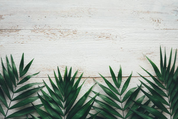 istock Dark Palm Leaves On White Planks 1204374461