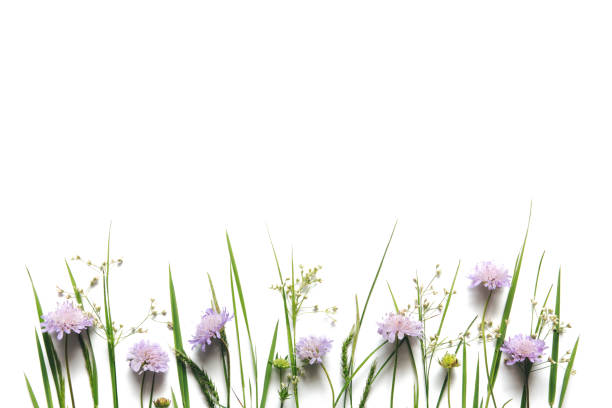 istock Green Grass And Soft Purple Meadow Flowers Side By Side Against White Background 1204374591
