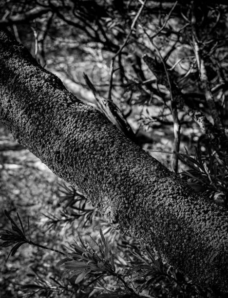 istock Noosa National Park 1204375166