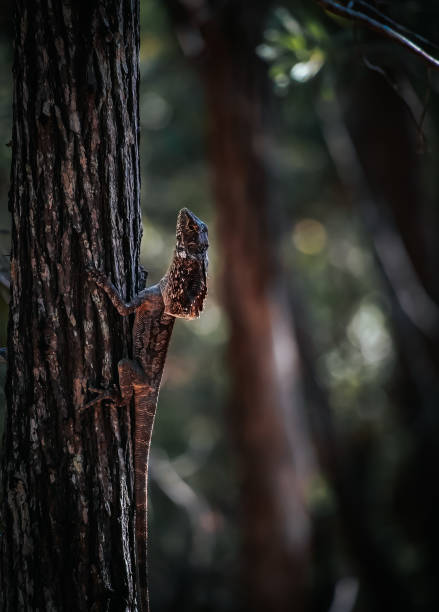istock Noosa National Park 1204375180