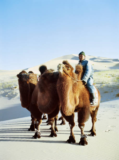 hombre liderando caravana de camellobacán en el desierto de gobi al atardecer - gobi desert fotografías e imágenes de stock